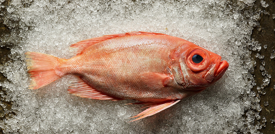 SEAFOOD Thumbnail